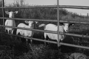 Spanky, Q-tip, and Zena are the Point View Farm ambassadors.  They love to greet visitors. 