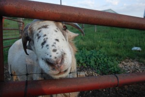 Always nosey
