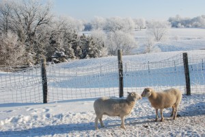 Katahdin sheep are very winter hardy. 
